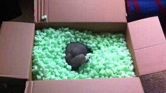 Хорьки копошатся в пенопласте - смотреть видео (3:42)