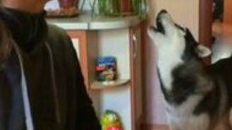 Девушка учит собаку выть - смотреть видео (0:42)