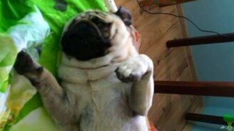 Операция: разбудить собаку - смотреть видео (3:14)