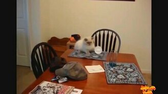 Неудачи и провалы у животных - смотреть видео (5:12)