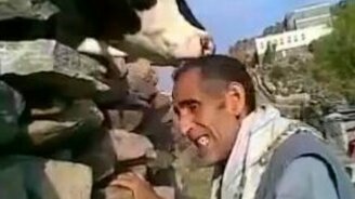 Корова лижет голову - смотреть видео (0:32)