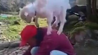 Козлёнок залезает на голову хозяину - смотреть видео (1:46)