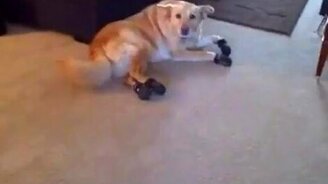 Собаку впервые обули - смотреть видео (2:44)