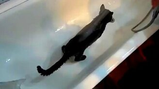 Бракованный кот - смотреть видео (2:22)