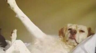 Кто лучшая собака? - смотреть видео (0:09)