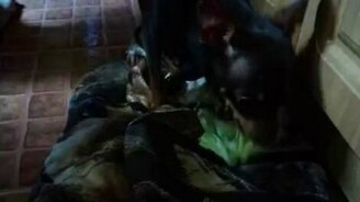 Пёсик кушает капусту - смотреть видео (1:31)