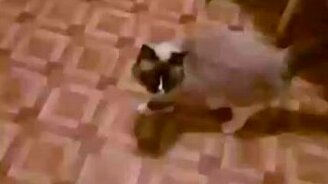 Привет, кошечка! - смотреть видео (0:06)