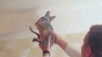 Кот - замена мухобойки - смотреть видео (0:31)