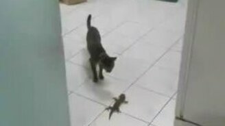 Кошка против геккона - смотреть видео (0:07)