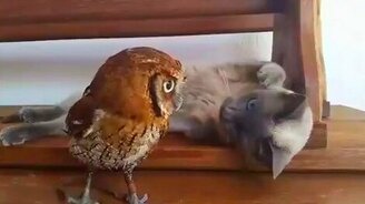 Кошка и совёнок - смотреть видео (0:36)