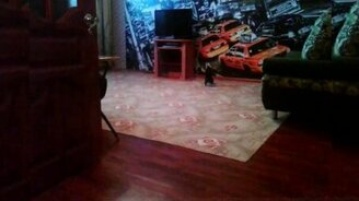 Котёнок возомнил себя собакой - смотреть видео (2:29)