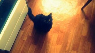 Дуэт кота и хозяйки - смотреть видео (0:27)