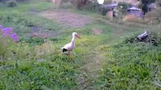 Почти ручной аист - смотреть видео (0:51)