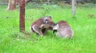 Коалы немножко скандалят - смотреть видео (0:22)