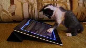 Котёнок, усыновлённый собакой - смотреть видео (2:04)