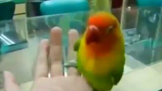 Попугай имитирует звуки любви - смотреть видео (1:59)