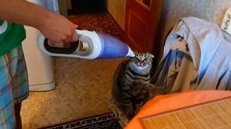 Котяра тащится от пылесоса - смотреть видео (0:45)