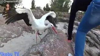 Ручной аист на городском пляже - смотреть видео (2:25)