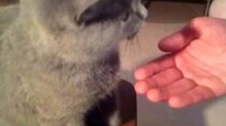 Дрессированный котёнок - смотреть видео (0:31)