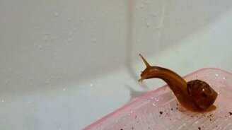 Улитка принимает душ - смотреть видео (0:26)