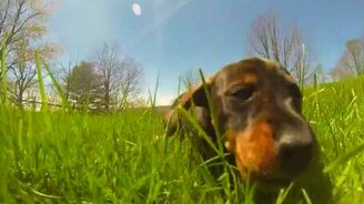 Задорные щенята на свежем воздухе - смотреть видео (0:58)