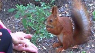 Белка, не боящаяся людей - смотреть видео (3:38)