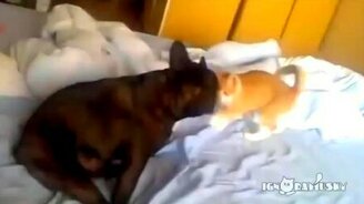 Кот завалил бульдога - смотреть видео (0:20)