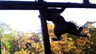 Кот-верхолаз - смотреть видео (0:16)