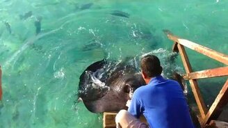 Скат выпрыгивает из воды - смотреть видео (1:13)