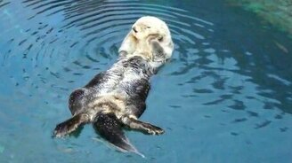 Забавные зверьки - каланы - смотреть видео (0:40)