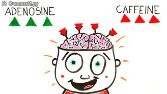 Как кофе влияет на мозг? - смотреть видео (2:46)