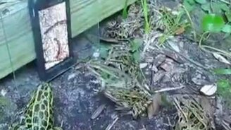 Разыграли лягушек - смотреть видео (1:00)