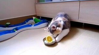 Котик против лимончика - смотреть видео (3:35)