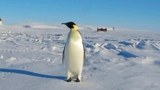 Звуки, издаваемые пингвином - смотреть видео (2:18)