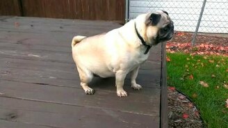 Зашкаливание эмоций у мопса - смотреть видео (0:57)