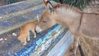 Нежности котёнка и ослика - смотреть видео (1:04)