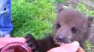 Смешной медвежонок - смотреть видео (1:48)