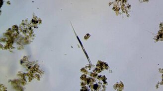 Живность фильтра аквариума - смотреть видео (0:24)