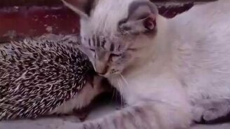 Котяра и ёжик - друзья навеки - смотреть видео (1:41)