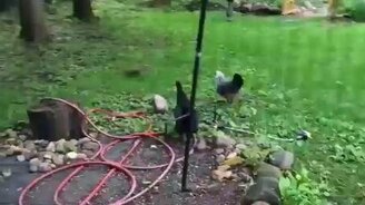 Куры прогнали белку - смотреть видео (0:19)