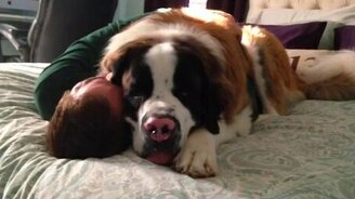 Собачьи объятия хозяина - смотреть видео (1:17)