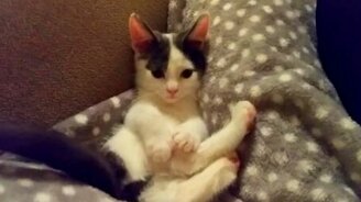 Котёнок против своего хвоста - смотреть видео (3:24)