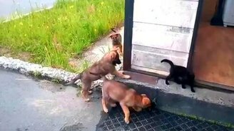 Котёнок и стая щенят - смотреть видео (1:03)