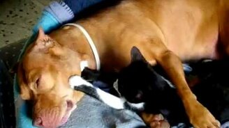 Кошка делает массаж питбулю - смотреть видео (1:44)