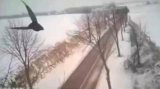 Охота сокола на ворона от первого лица - смотреть видео (1:04)