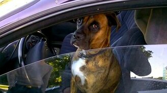 Неадекватный водитель - смотреть видео (0:24)