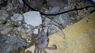 Краб поедает муравьев - смотреть видео (1:31)