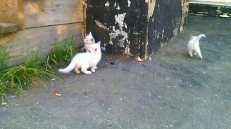 Смешные белые пятнышки - смотреть видео (0:47)