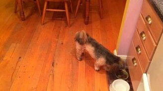 Реакция собаки на лёд - смотреть видео (0:23)