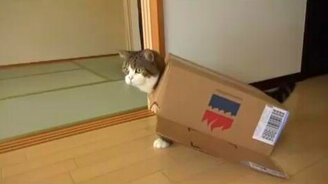 Кот, который обожает коробки - смотреть видео (2:45)